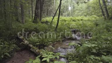 溪流的自然景观在夏季森林中流淌，绿叶和许多<strong>飞虫</strong>。 库存录像。 这就是